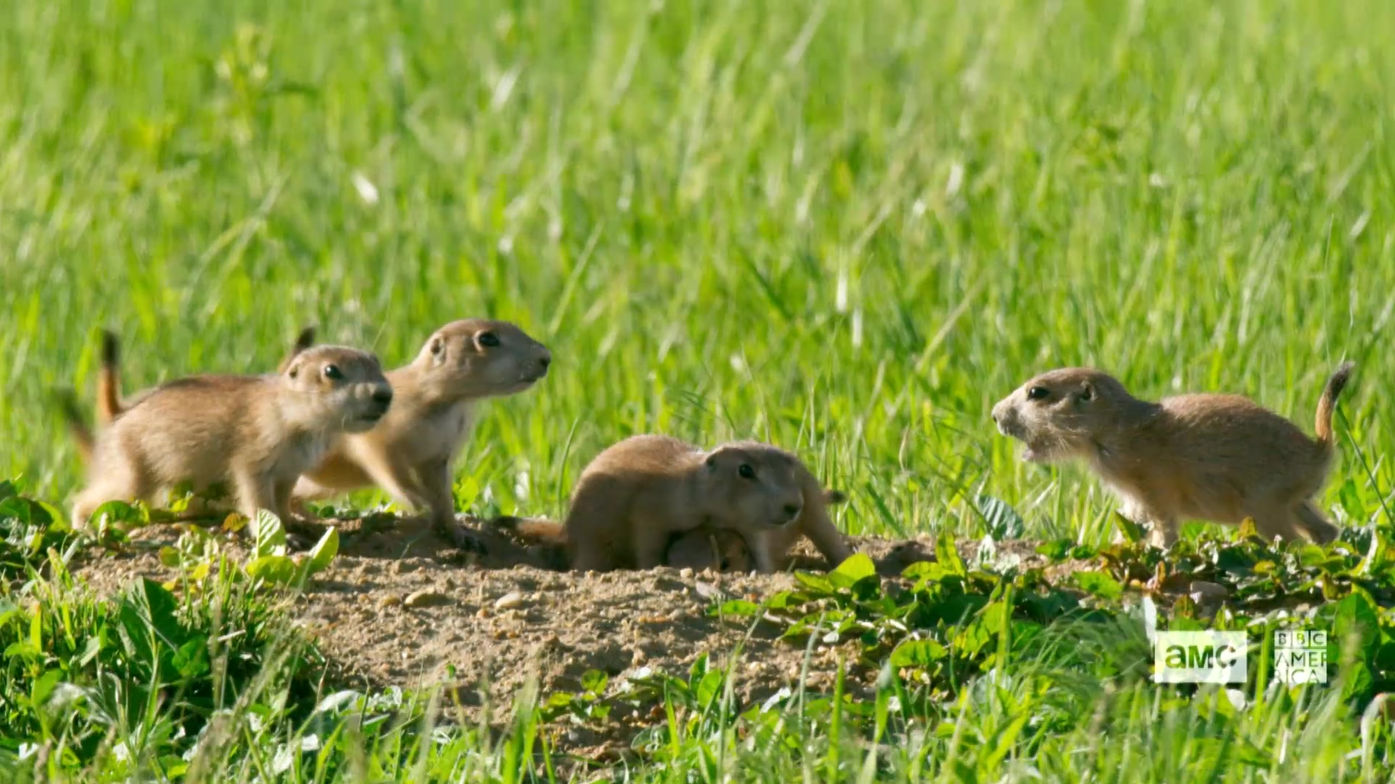 AWE AND JOY - PRAIRIE DOG - EXECUTIVE PRODUCER